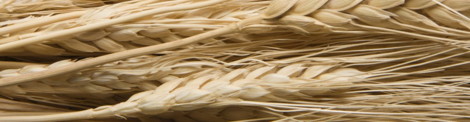 close up of dry wheat